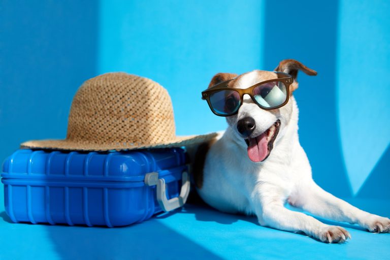 Pet in sunglasses lies with suitcase isolated